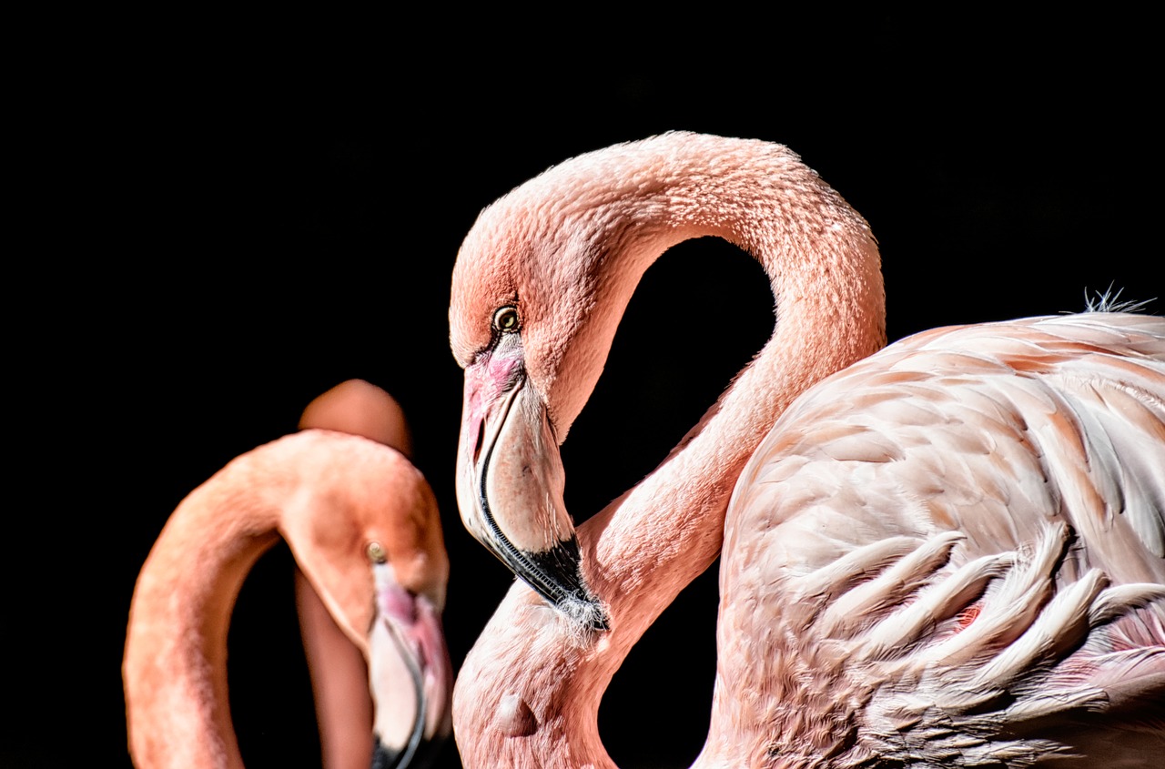 co jedzą flamingi?