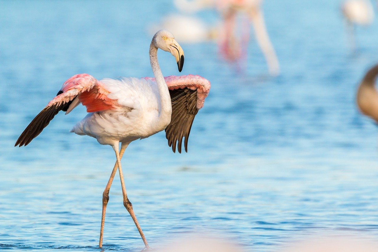 zastanawiasz się co jedzą flamingi?